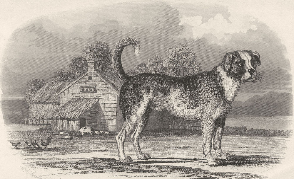 DOGS. Mastiff. Farmyward background. (Edward Jesse) 1858 old antique print